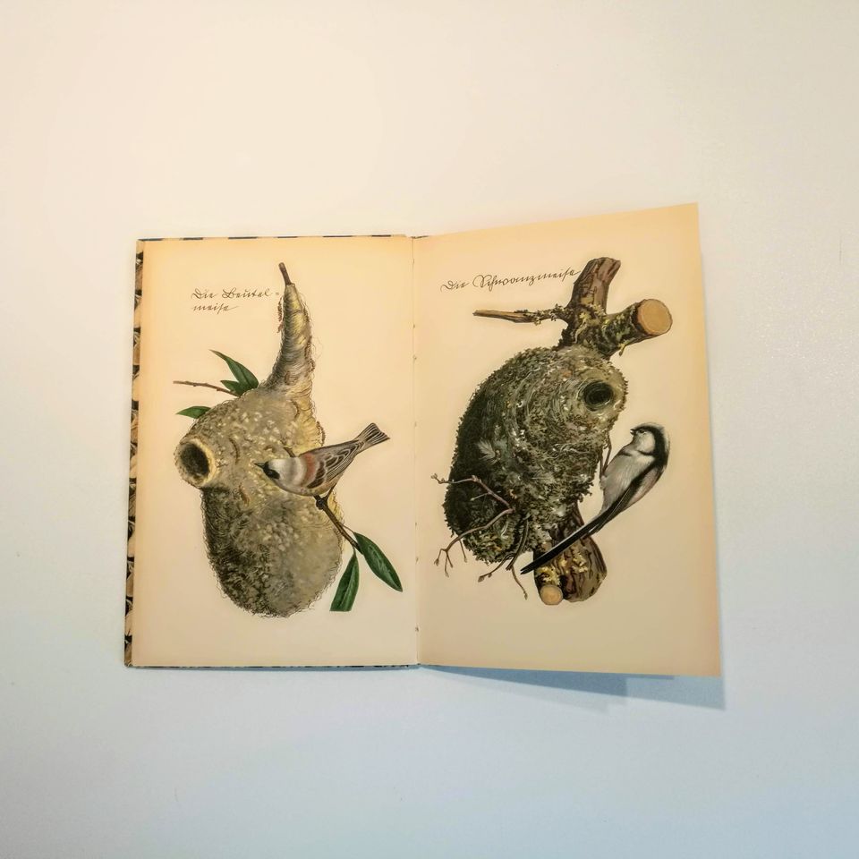Das kleine Buch von Vögel und Nester - Billede 2