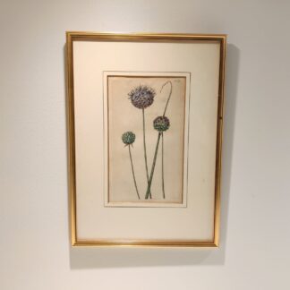 Flora Danica kobberstik nr. 1764
